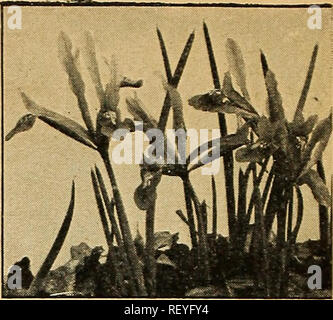 . Dreer der Pflanzung guide Herbst 1944. Die Glühbirnen (Pflanzen) Kataloge; Blumen Samen Kataloge; Gartengeräte und Zubehör Kataloge; Baumschulen (Gartenbau) Kataloge. Zwei riesige Englisch Englisch Iris Iris 40-57 7 Commander. Eine brillante Iris sehr groß und eine schöne Farbe Dunkelblau mit schwarzen Flecken. Kräftig und blühen. 40-572 Edith Cavell. Eine herrliche Gegenstück zu der vorhergehenden mit eleganten großen hellblauen Blüten mit Purpur-Standards. Sehr attraktiv. Entweder Vielfalt: 40 c Jeder; 3 für $ 1,00; 12 für $ 3.50.. Iris reticulata - verrechnet bauchigen Iris Iris reticulata 40-525 A o Verrechnet B Stockfoto