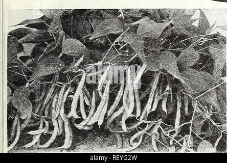 . Dreer die Neuheiten und Spezialitäten für 1948: drei hervorragende Zinnien für jeden Garten. Blumen Samen Samen Kataloge Kataloge; Gemüse; Baumschulen (Gartenbau) Kataloge; Gartengeräte und Zubehör Kataloge. Dreer die zuverlässigen pflanzlichen Samen sind wir sicher, dass Sie mit den Sorten, die auf diesen Seiten angeboten begeistert sein, weil Sie die Beste der Home Gärtner möglicherweise wählen könnte. Jeder ist hervorragend und die mit einer IR-markiert sind alle Amerika Sieger.. Bitte beachten Sie, dass diese Bilder aus gescannten Seite Bilder, die digital für readabil gesteigert wurden extrahiert werden Stockfoto