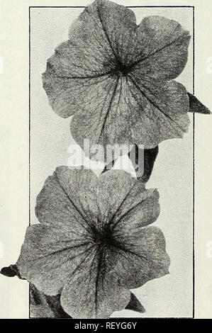 . Dreer die Neuheiten und Spezialitäten für 1948: drei hervorragende Zinnien für jeden Garten. Blumen Samen Samen Kataloge Kataloge; Gemüse; Baumschulen (Gartenbau) Kataloge; Gartengeräte und Zubehör Kataloge. Dianthus Westwood Schönheit Neue Btdclintt Pttuni. Ich, Brrght Augen Bronze Medal-Winner neue Betten Petunia® 3321 Bright Eyes eine sehr schöne neue Petunia bemerkenswert einheitliche, Zwerg kompakter Wuchs. Die Pflanzen sind ca. 9 cm groß und sind den ganzen Sommer und Herbst mit Blumen von einem angenehmen Licht rose - rosa mit einem ausgeprägten weissen Kehle. Ideal für Beete und Rabatten. Pkt. Stockfoto