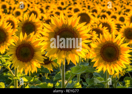 Ein Feld voller Sonnenblumen in Osteuropa Washington. Stockfoto