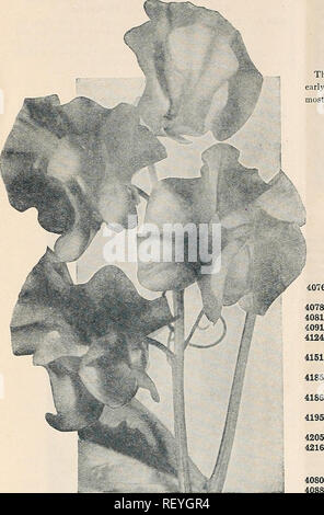 . Dreer die Neuheiten und Spezialitäten 1934. Blumen Samen Samen Kataloge Kataloge; Gemüse; Baumschulen (Gartenbau) Kataloge; Gartengeräte und Zubehör Kataloge. 12/flEwyABimi Spezialitäten in FLOWEfv HILMEliPm SEEDX&gt;%. Dreer's "Unvergleichlich" Orchid-Flowered ZUCKERERBSEN® Sommer blühenden Garten Sorten Diese prächtigen Für die Blüte im Garten sind. Säen die Saat schon im Frühjahr wie der Boden vorbereitet werden können, da sie am stärksten während der kühlen Frühjahr und im Sommer wachsen. Blau und Lila 4073 Blue Bell. Schöne große, klare blaue Blüten. 4128 Himmlische Blu Stockfoto