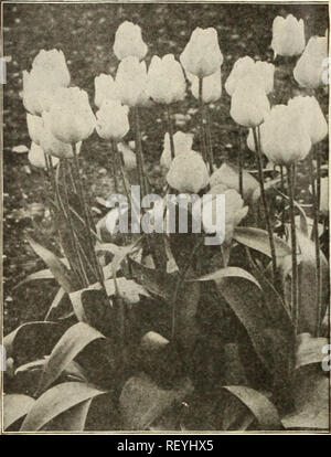 . Dreer's Mitte Sommer Liste 1925. Blumen Samen Samen Kataloge Kataloge; Gemüse; Baumschulen (Gartenbau) Kataloge; Gartengeräte und Zubehör Kataloge. 32 HENRY A. DREER, Philadelphia - FRÜHJAHRSBLÜHER Dreer wählen Sie Einzelne frühe Tulpen. Einfache frühe Tulpen Die Tulpe ist immer attraktiv aus, seine Schönheit und bril - liancy der Farbe; und ist eine der beliebtesten frühen Frühling Blumen. Ein paar Glühbirnen hier verstreut und es produzieren, aber wenig Wirkung, aber wenn in Massen oder in Gruppen gepflanzt werden, werden Sie auf einmal grand und brillant und Eclipse in Auswahl von Farben und malerischen Effekt al Stockfoto