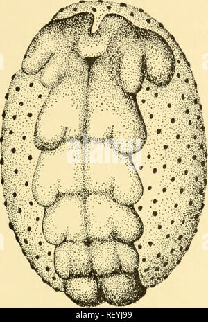. Embryologie von Insekten und myriapods; die Entwicklungsgeschichte von Insekten, Tausendfüßler und millepedes vom Ei desposition [!] zu schlüpfen. Embryologie - Insekten; Embryologie - Myriapoda. NEVROPTERA UND COLEOPTERA 301 das Ei. Wie der Schwanz in Richtung der anterioren Pol wächst, es hat eine Tendenz zu den middorsal Zeile zurückzukehren. In der Zwischenzeit ist der Kopf hat entlang der ventralen Seite des Ei gewachsen, bis wann der Embryo seine größte Länge erreicht, die Kopf und Schwanz nahe beieinander liegen an der anterioren Pol (Abb. 252). Während der Embryo wächst in der Länge, das Amnion seitlich wächst zwischen der Dotter und Stockfoto