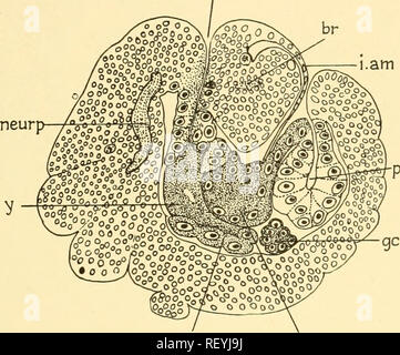 . Embryologie von Insekten und myriapods; die Entwicklungsgeschichte von Insekten, Tausendfüßler und millepedes vom Ei desposition [!] zu schlüpfen. Embryologie - Insekten; Embryologie - Myriapoda. NEUROPTERA UND COLEOPTERA 293 mit dem Schwanz (Abb. 231). Zu dieser Zeit das Gehirn (hr) und den ventralen Nervenstrang gut differenziert werden. Die Verkürzung der Körper mit der kon- sequent schrumpfen und Verdickung der dorsalen amniotische Membran entsteht die so genannte "dorsale Organ", die nun Formen ein Birnenförmiges Masse am Hals liegen (Abb. 231, Do), seine vorderen Ende noch abgeschwächt. Bald Stockfoto