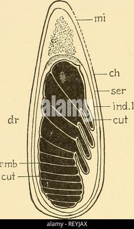 . Embryologie von Insekten und myriapods; die Entwicklungsgeschichte von Insekten, Tausendfüßler und millepedes vom Ei desposition [!] zu schlüpfen. Embryologie - Insekten; Embryologie - Myriapoda. 270 Embryologie VON INSEKTEN UND MYRIAPODS Hohlraum schließt. Der Embryo liegt jetzt auf der dorsalen Seite der Amnionhöhle (Abbn. 199, 200) mit seiner kaudalen Extremität in Richtung der anterioren und seine cephalen Extremität auf dem hinteren Ende des Ei, die ventrale Oberfläche in Richtung der ventralen Aspekt der Ei. In dieser Position die embiyo entwickelt bis zum fünften Tag, wenn Revolution statt. Auf der s Stockfoto