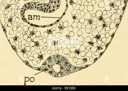 . Embryologie von Insekten und myriapods; die Entwicklungsgeschichte von Insekten, Tausendfüßler und millepedes vom Ei desposition [!] zu schlüpfen. Embryologie - Insekten; Embryologie - Myriapoda. Abb. 193. âToxoptera. Sagittale sek - tion, {bin) Amnion, {gb) Germ band, (Po) Polar Orgel, (y) Eigelb, {y Ovarian Eigelb (mycetom). {Ser) {yc) Eigelb Zelle. 2)^^ f* "^^^''^. Bitte beachten Sie, dass diese Bilder sind von der gescannten Seite Bilder, die digital für die Lesbarkeit verbessert haben mögen - Färbung und Aussehen dieser Abbildungen können nicht perfekt dem Original ähneln. extrahiert. Johannsen, O. A. Stockfoto