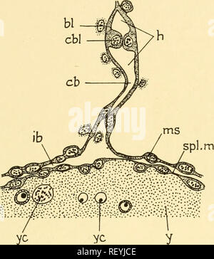 . Embryologie von Insekten und myriapods; die Entwicklungsgeschichte von Insekten, Tausendfüßler und millepedes vom Ei desposition [!] zu schlüpfen. Embryologie - Insekten; Embryologie - Myriapoda. (ORTHOPTEROIDEA PANORTHOPTERA) 241 Seite des Herzens. Sie entstehen aus der somatischen Mesoderm anstoßenden auf der ventrolateralen Aspekt des Herzens. Die Blutzellen ergeben sich hauptsächlich aus der Median Mesoderm, teilweise aber auch an der Kreuzung der somatischen und splanchnic Mesoderm oder sogar aus dem splanchnic Mesoderm in der Pre-blastokinetic Stadien. Das fett Körper ist von den größeren Teil der mittleren und seitlichen w abgeleitet Stockfoto