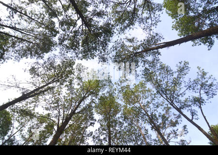 Suchen durch Big Pine Bäume in den Himmel Stockfoto