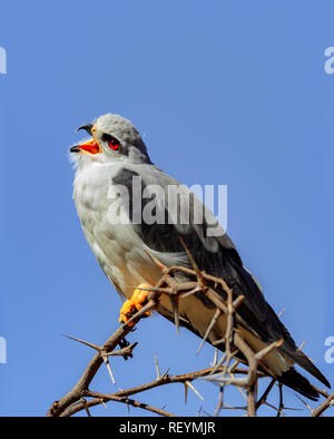 Eine schwarze schulterte Kite auf der Spitze eines Thorn Tree Aufruf thront. Kgalagadi Transfrontier Park; Northern Cape Provinz Südafrika; Stockfoto