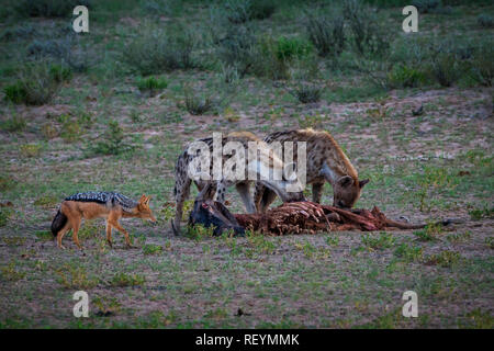 Eine Gruppe von tüpfelhyäne Crocuta crocuta Gerangel um eine carcassand Kampf um die Beute. Südafrika Kgalagadi Transfrontier Park. Stockfoto