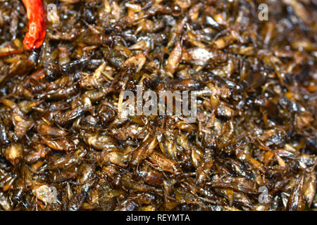 Gebratene Insekten in Bangkok ** Hinweis Wählen Sie Fokus mit geringer Tiefenschärfe Stockfoto