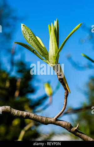 Regenschirm Magnolia (Magnolia tripetala) Blühende Stockfoto
