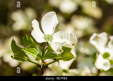 Blühende Hartriegel (Cornus Florida) Blühende Stockfoto