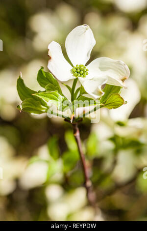 Blühende Hartriegel (Cornus Florida) Blühende Stockfoto