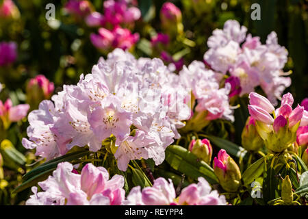 Royal Azalee (Rhododendron schlippenbachii) Blühende Stockfoto