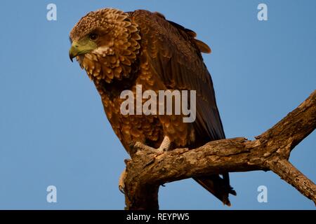 Juvenile Bateleur Adler Stockfoto