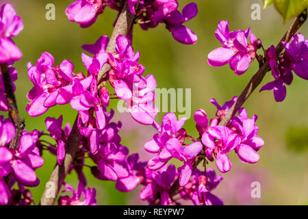 Chinesische Redbud (Cercis chinensis) Blühende Stockfoto