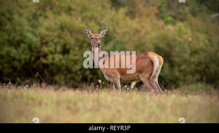 Red deer Hind im Herbst mit orange Blätter im Hintergrund Stockfoto