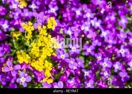 Lila und Gelb Frühling Blumen blühen Stockfoto