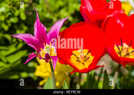 Lila und rote Tulpen blühen Stockfoto