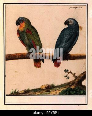 Papagei und Grau Rot-tailed Parrot (Psittacus erithacus). Verfasser der Stellungnahme: Anselmus Boëtius De Boodt. Verfasser der Stellungnahme: Elias Verhulst. Datierung: 1596 - 1610. Ort: Praag. Maße: H 194 mm x B 173 mm. Museum: Rijksmuseum, Amsterdam. Stockfoto