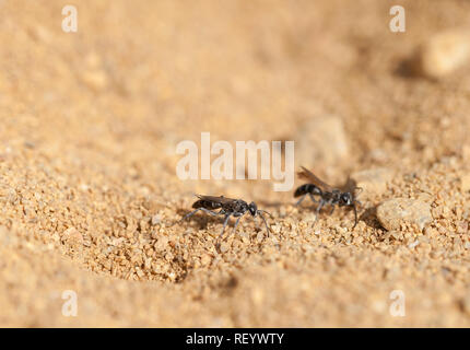 Bleierne spider Wasp territorialen Kampf Stockfoto