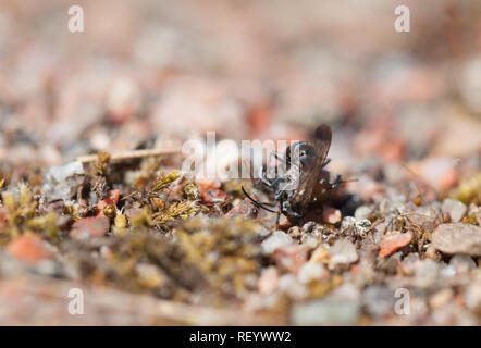 Bleierne spinne Wespe mit Beute Stockfoto