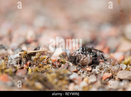 Bleierne spinne Wespe mit Beute Stockfoto