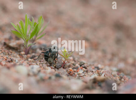 Bleierne spinne Wespe mit Beute Stockfoto