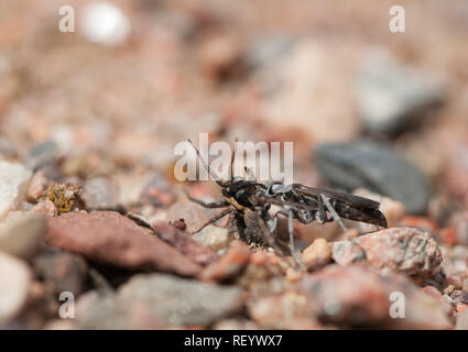 Bleierne spinne Wespe mit Beute Stockfoto