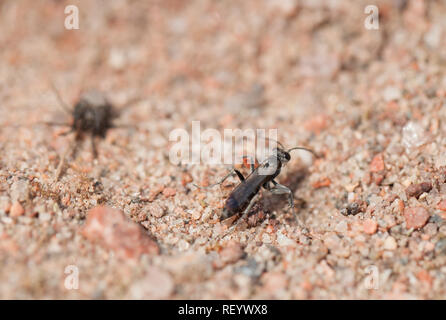 Bleierne spinne Wespe mit Beute Stockfoto