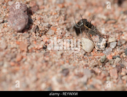 Bleierne spinne Wespe mit Beute Stockfoto