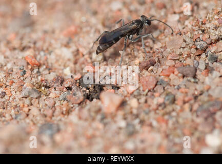 Bleierne spider Wasp vorübergehend verstecken die Beute Stockfoto