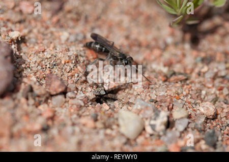 Bleierne spider Wasp vorübergehend verstecken die Beute Stockfoto