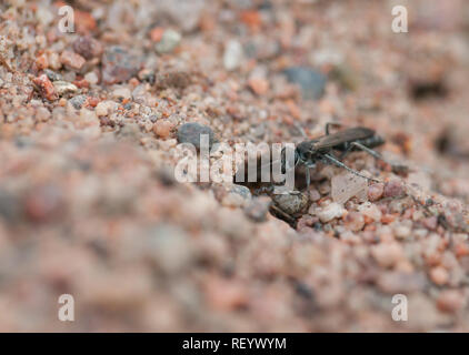 Bleierne spinne Wespe mit Beute Stockfoto