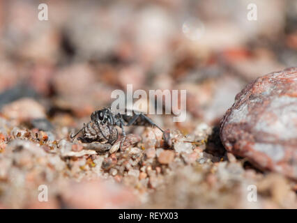 Bleierne spinne Wespe mit Beute Stockfoto