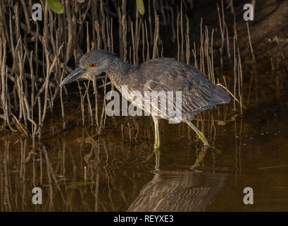 Unreife Schwarz - gekrönte Nachtreiher, Nycticorax nycticorax, Fütterung in der flachen Lagune. Stockfoto