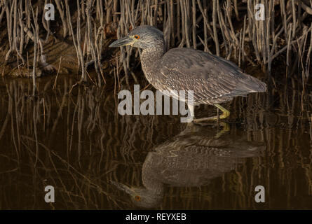 Unreife Schwarz - gekrönte Nachtreiher, Nycticorax nycticorax, Fütterung in der flachen Lagune. Stockfoto