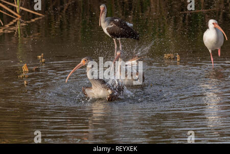 Gruppe von unreifen American White ibis, Eudocimus Albus baden und waschen in Lagune, Texas Küste. Stockfoto