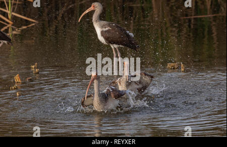 Gruppe von unreifen American White ibis, Eudocimus Albus baden und waschen in Lagune, Texas Küste. Stockfoto