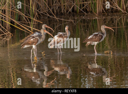 Gruppe von unreifen American White ibis, Eudocimus Albus, in der Lagune, Texas Küste. Stockfoto