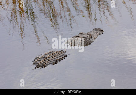 Gemeinsame Alligator, Alligator mississippiensis, teilweise in Küstengebieten, Lagune, Texas versenkt. Stockfoto