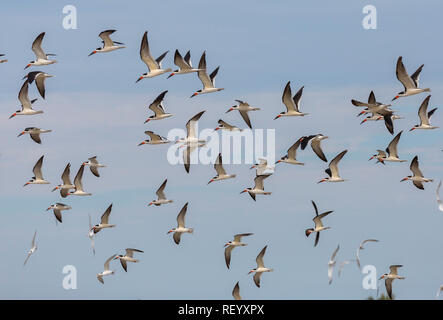 Herde der schwarzen Schaumlöffel, Rynchops niger, im Flug über South Padre Island, Texas Stockfoto