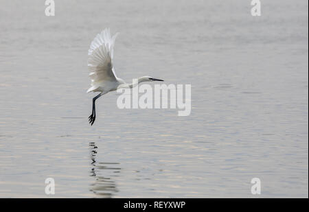 Rötlich egret, Egretta rufescens, Erwachsene White Morph, im Flug über die Lagune, South Texas. Stockfoto