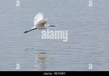 Rötlich egret, Egretta rufescens, Erwachsene White Morph, im Flug über die Lagune, South Texas. Stockfoto