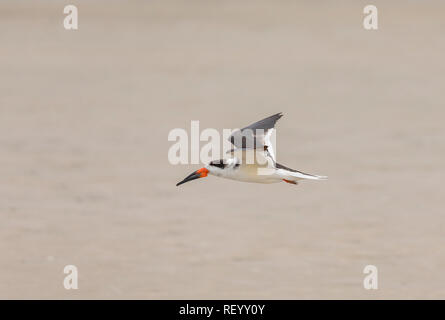 Schwarz Skimmer, Rynchops niger, im Flug über South Padre Island, Texas Stockfoto