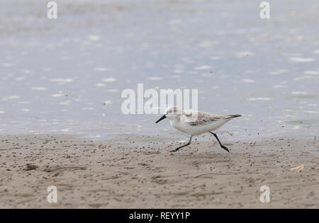 Flussuferläufer, Calidris alba Fütterung entlang der tideline, im Winter Gefieder. Stockfoto