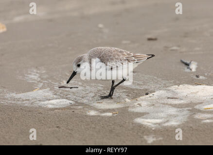 Gemeinsame Sanderling, Calidris alba Fütterung entlang der tideline, im Winter Gefieder. Stockfoto