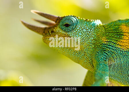 An den unteren Hängen des Kilembe Route, Rwenzori Nationalpark, Uganda, für die Rwenzori drei gehörnten Chameleon schauen Sie heraus, Trioceros johnstoni. Stockfoto