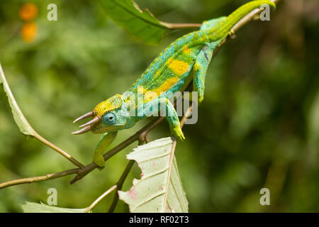 An den unteren Hängen des Kilembe Route, Rwenzori Nationalpark, Uganda, für die Rwenzori drei gehörnten Chameleon schauen Sie heraus, Trioceros johnstoni. Stockfoto